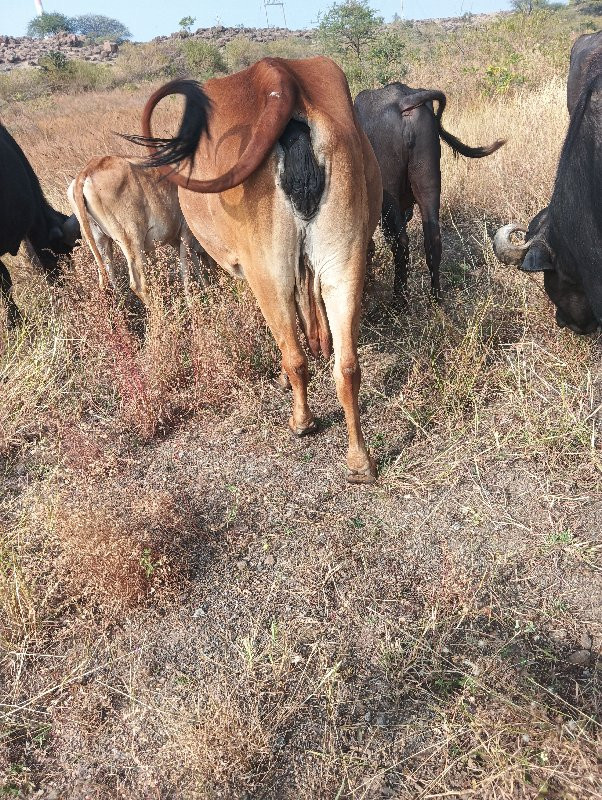 ગાય🐄