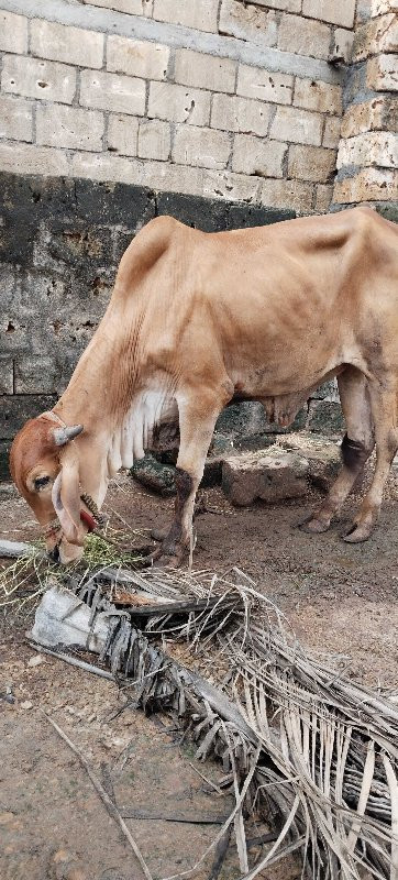 ગોઢલો વેસવાનો છ...