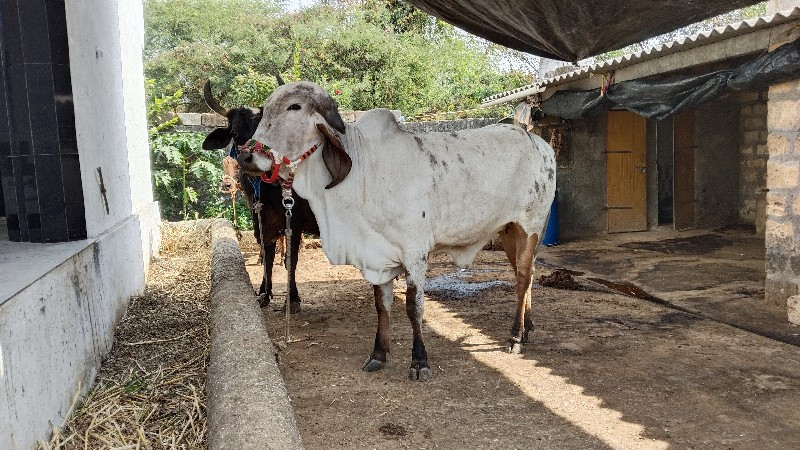 ગીર