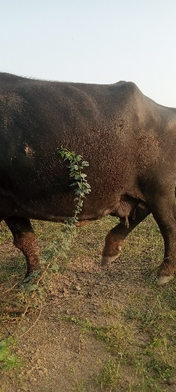 આ ભેસ