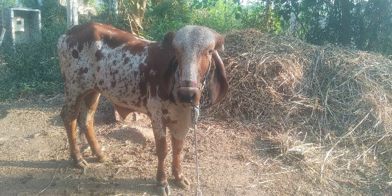 વાંસળી વેચવાની...