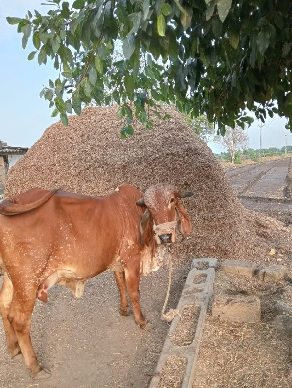 ગીર ગાય વેચવાની...