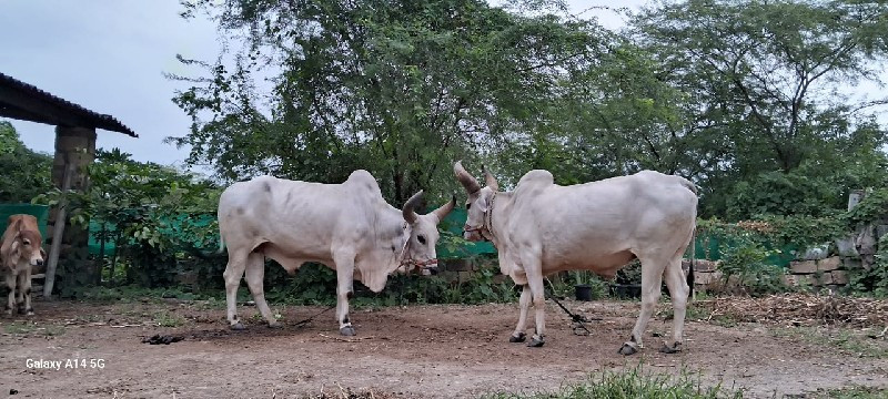 બળદ  વેચવાના છે