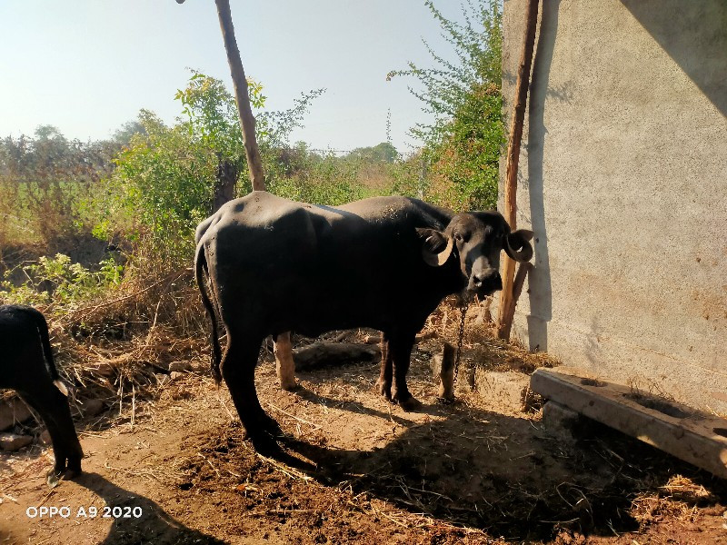 ત્તાજી વિયાયેલી