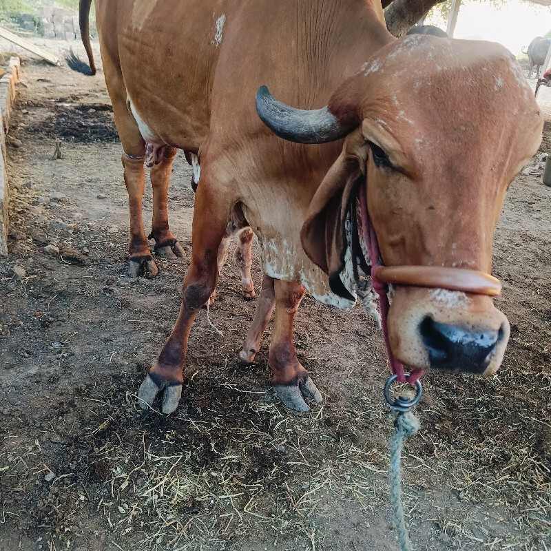 ગીર ગાય વેચવાની...