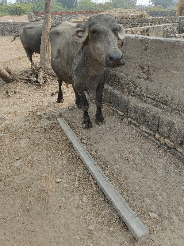 પેલા વેતરી ખડેલ...