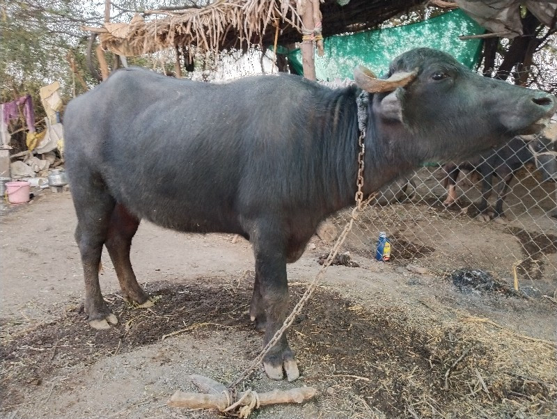 પાડી વેચવાની છે