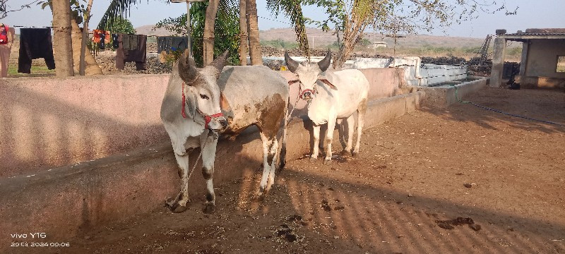 ગોધલા