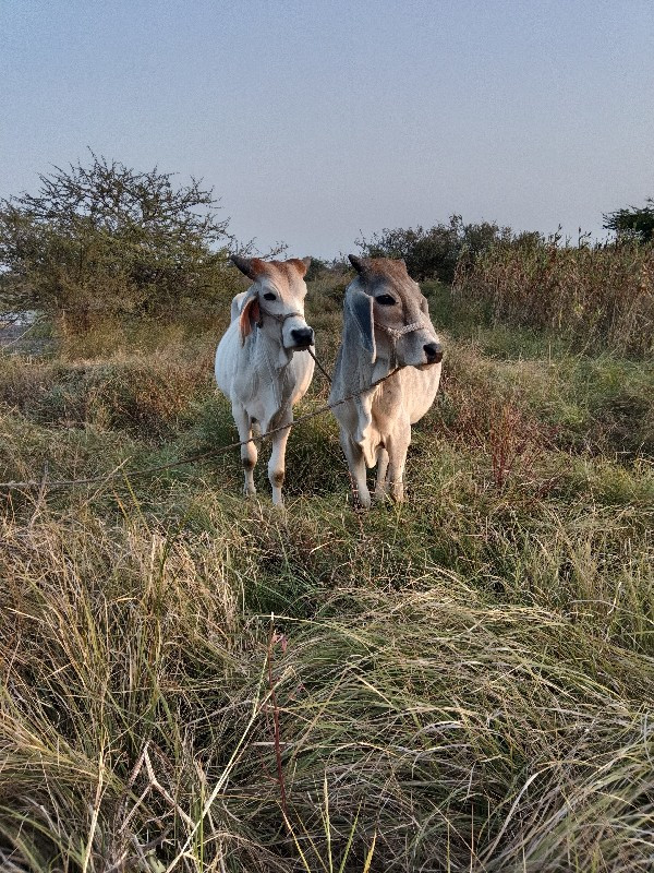 ગામ સિંગજ