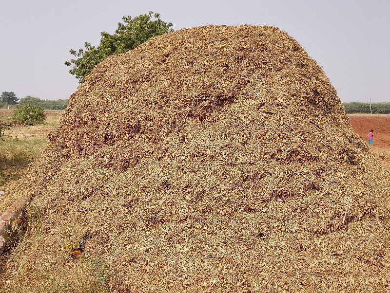 મગફળી નો પાલો