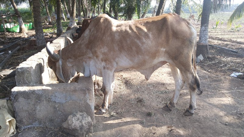 બે વાવણી  કરેલા...