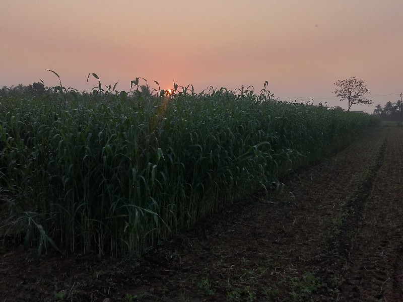 જુવાર નો સારો વ...