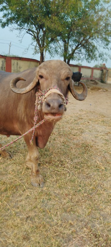 ભેંસ વેચવાની છે