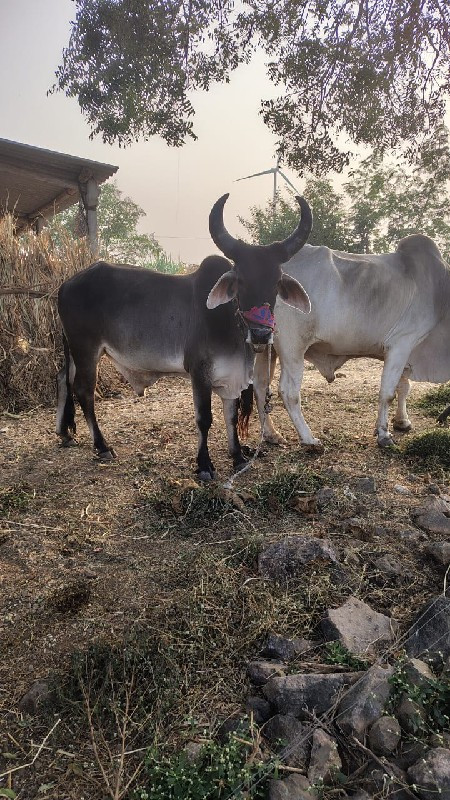 વઢીયારો ગોધલો લ...