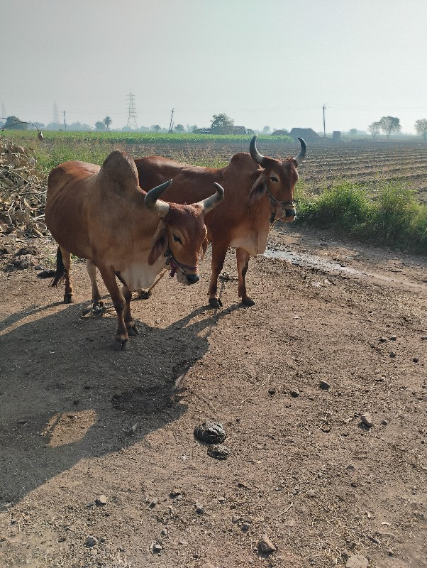 બળદ વેચવાના છે