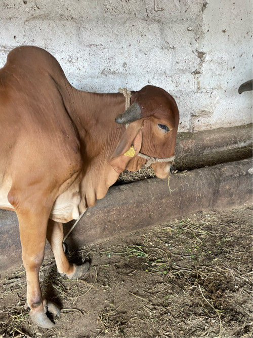 ગીર વોડકી વેચવા...