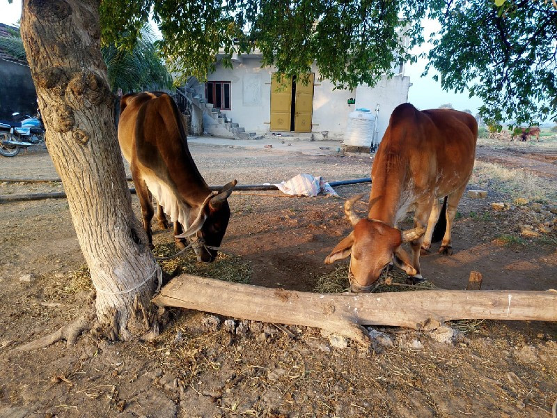 બળદ વેશવાના છે