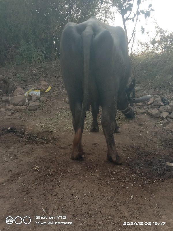 ચોથુ વેતર