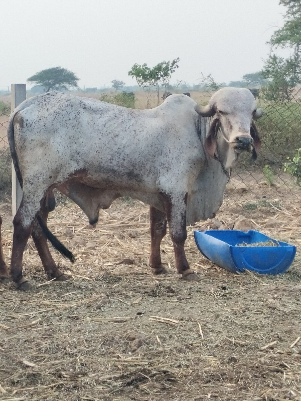 ટોપ ગીર ખૂંટ ગા...