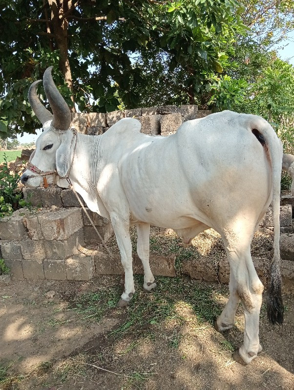 બળદ વેચવાનો છે