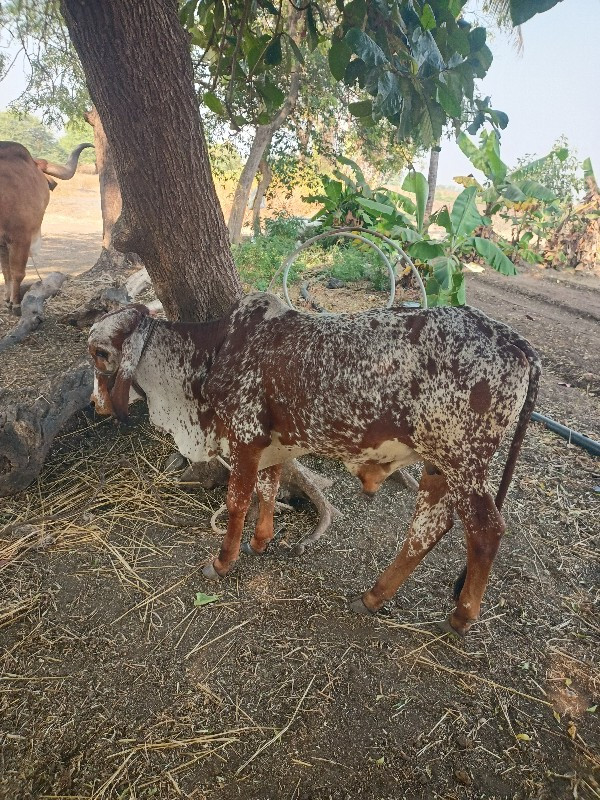 વારસો વેસવાનોશે