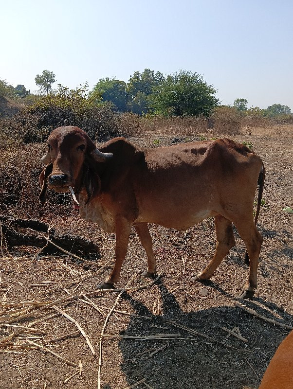 ગીર ગાય