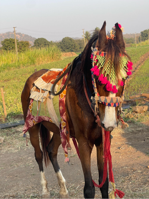 વસેરી ધોડી વેસવ...