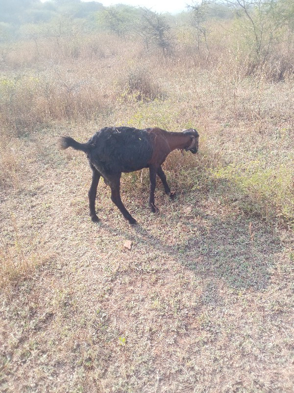 બકરીવેચવાનીછે