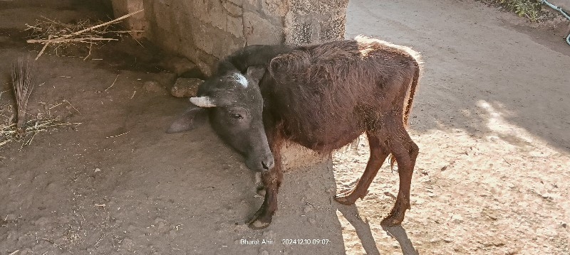 પાડો દેવાનો સે....