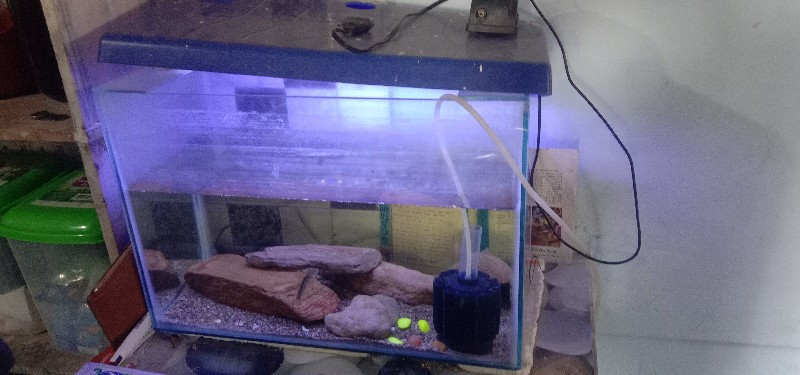 fish tank