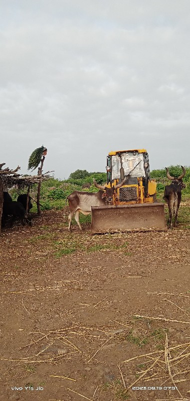 બળદ