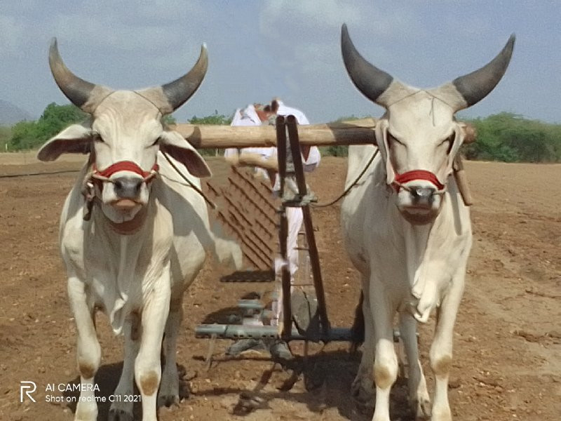 ગોઢલા