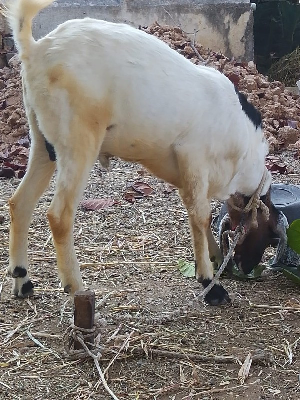 બકરો  વેચવાનોછે...