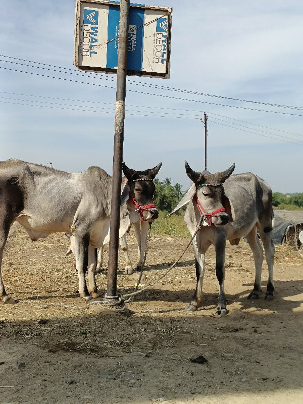 ચાલુ ગીર ખોરાસા