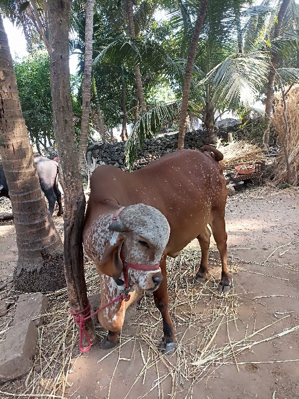 ગીર ગાય