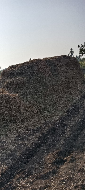 જીવીશ નો ચારો વ...