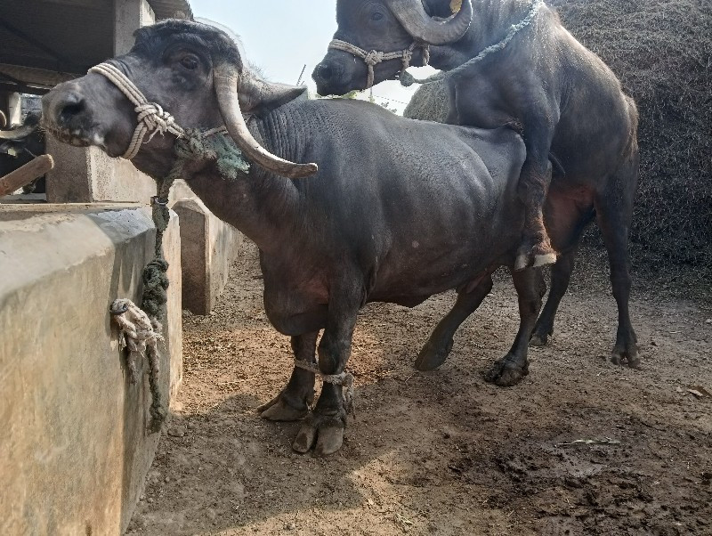 ભેંસ વેચવાની છે