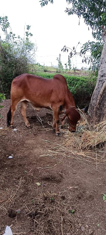 ફિક્સ ભાવ