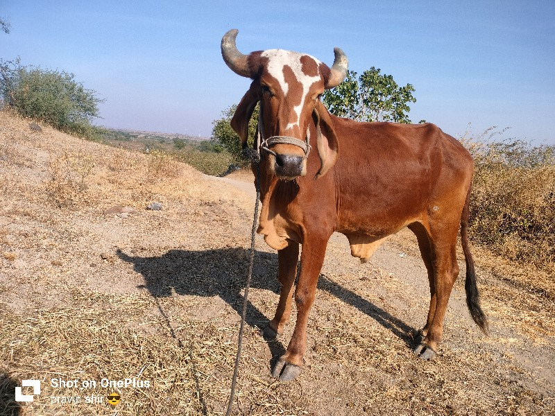 ગોઢલો વેચવા નો...