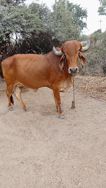 ગાય વેચવાની છે