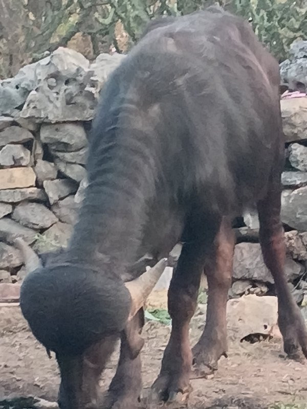 પાડોવેશવાનોછે