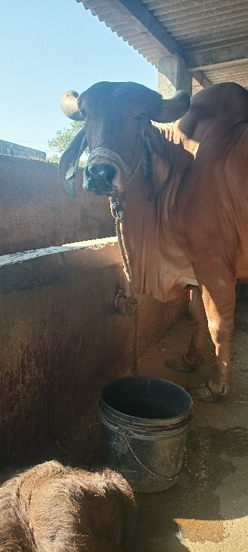 ગાય વેચવાની છે