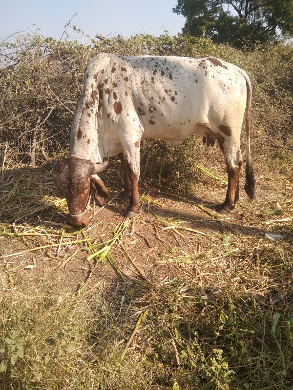 ઓડકી વેચવાની છે