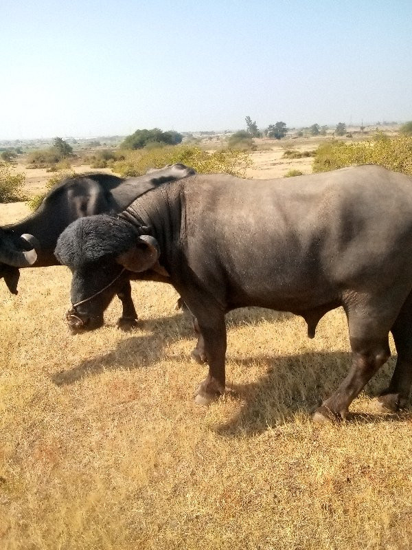 પાડો