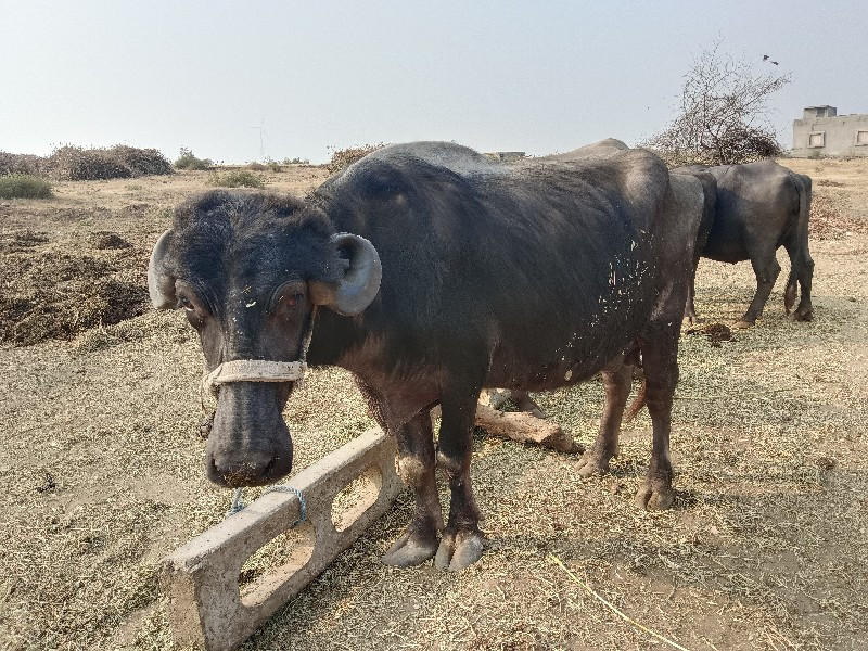 ભેસ વેશવાની છે