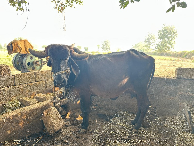 ગાય દેવાની છે