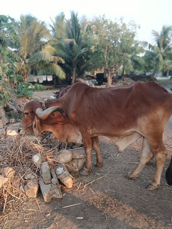 બળદ