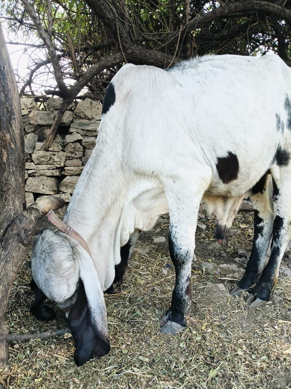 બુલવેશવાનોશે