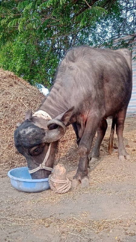 વેચવાનુ છે