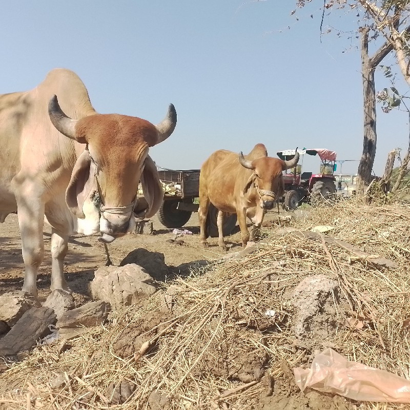 ઘોઢલા  વેચવાના...